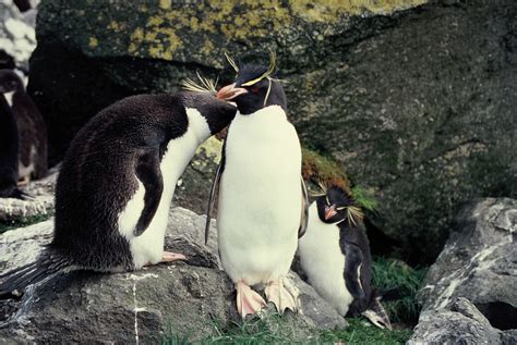Definitive Guide To Eastern Rockhopper Penguin Facts, Habitat ...
