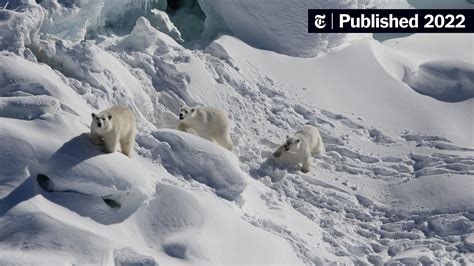 These Polar Bears in Greenland Can Survive With Less Sea Ice - The New ...