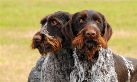 Wirehaired Pointing Griffon vs German Wirehaired Pointer: 5 Differences