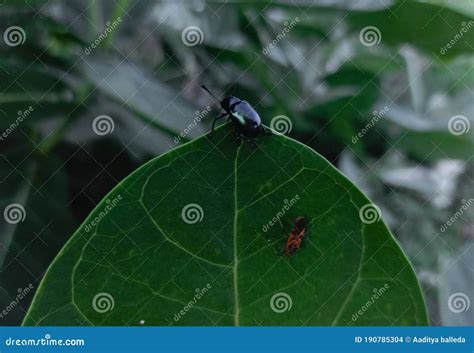 Bugs on Leaf Metallic Coloured Stock Photo - Image of color, metallic ...