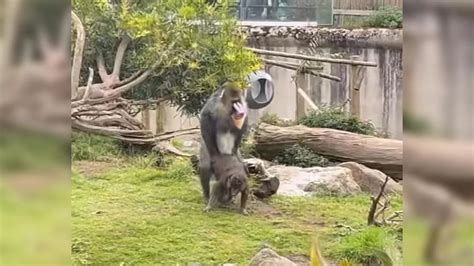 Image result for Primates Breeding