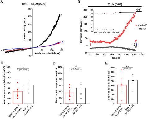 Diacylglycerol Activates the Drosophila Light Sensitive Channel TRPL ...