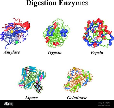 Lipase High Resolution Stock Photography and Images - Alamy
