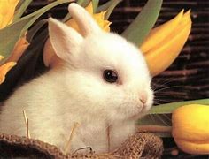 Image result for Baby Easter Bunny