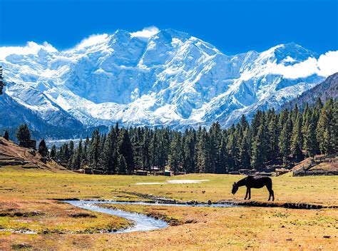 1 week trekking in northern Pakistan: Fairy Meadows and Nanga Parbat ...