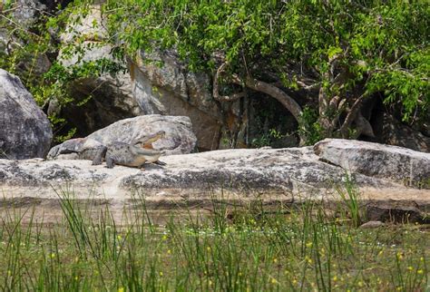 Landscape with pond rocks Images - Free Download on Freepik