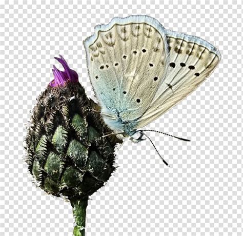 Free: Butterfly Moth Amazing Butterflies Illustration, White Butterfly ...