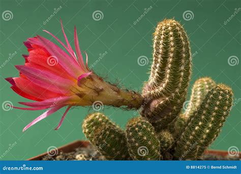 Red Blooming Peanut Cactus (Echinopsis) Stock Image - Image of soil ...