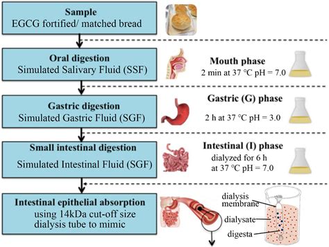Bioaccessibility and Bioavailability of (-)-Epigallocatechin Gallate in ...