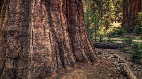 about | Start Your Healing Journey Today — sequoia mental health