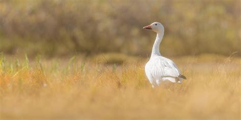 Snow Goose Numbers 的图像结果