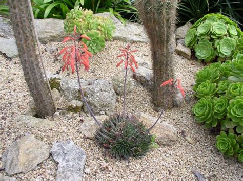 Aloe aristata