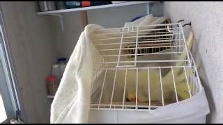 Suporte de Fundo de Gaiola – Tirando Dúvidas | Cantinho do Video ...