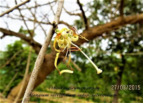 Medicinal Plant Details