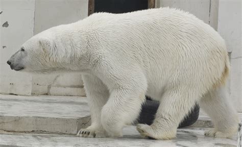 Species 的图像结果