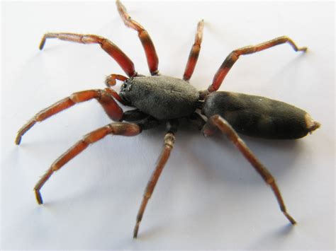 White Tail Spider