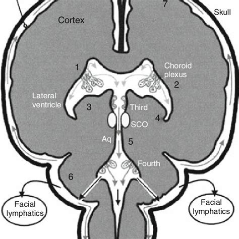 CSF Flow Pathway 的图像结果