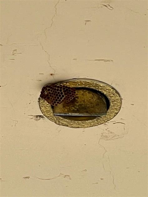 Does anyone know what this is? Location is Sydney, Australia : r/whatsthisbug