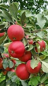GREEN VOLCANO Apple Plant (Anna) Malus domestica Grafted Live Plant ...