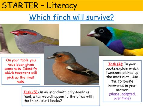 Image result for Freesciencelessons Evolution