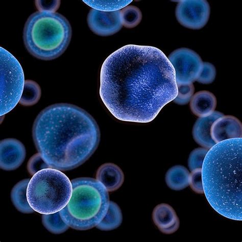 Image result for Adobe Media Encoder Install