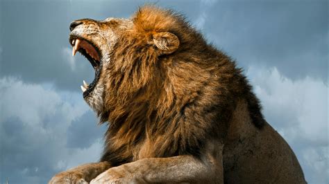 The Lion King 2019 Hyenas 的图像结果