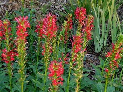 Lobelia cardinalis Cardinal flower Flaming cardinal red tubes cover ...