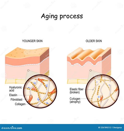 Woman Aging Process 的图像结果