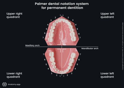 Universal Teeth Numbering FDI World Dental Federation Notation