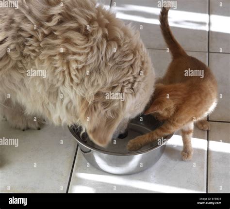 Dogs Eating Cats