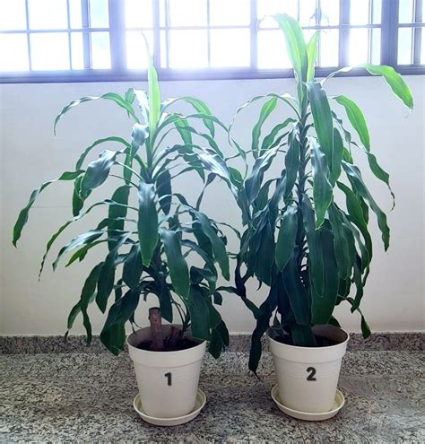 Dracena Fragrans (Iron Tree) 3.6ft/ 43 inch/ 110cm, Furniture & Home ...