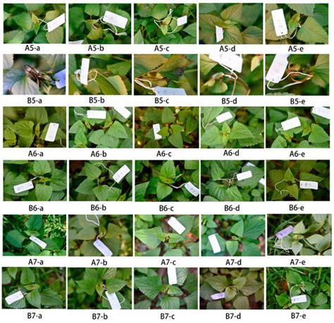 Phytotoxic Potential of Methyl 4-Hydroxyphenylacetate Against Ageratina ...