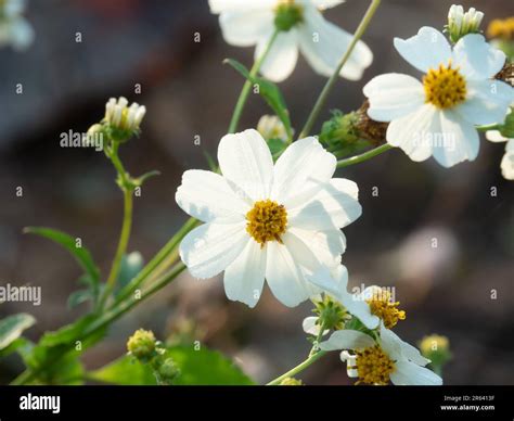 White flowers with bright yellow stamen. Bidens Pilosa syn. Biden Alba ...