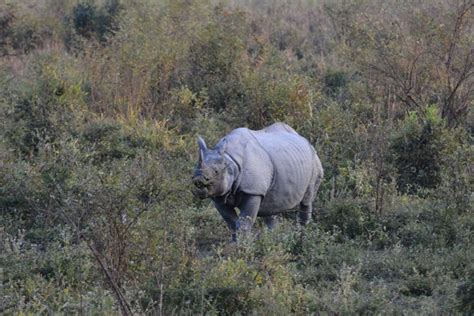 The fortunes of the rhinos in this national park are intertwined with ...