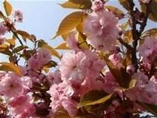 significato fiore di ciliegio significato fiori di ciliegio linguaggio dei fiori significato fiore di ciliegio significato fiori di ciliegio linguaggio dei fiori