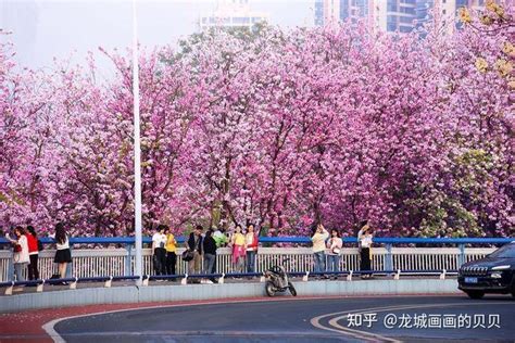 合适拍樱花🌸地方-柳州 - 知乎