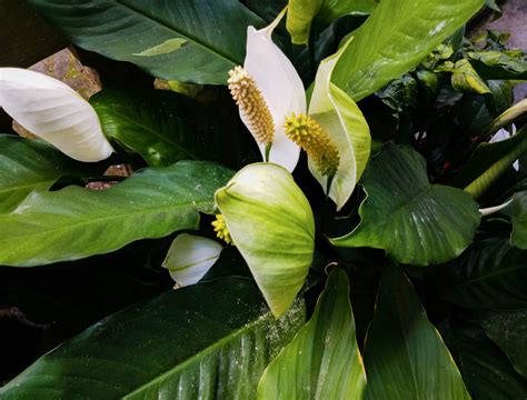 5 Reasons For Peace Lily Leaves Turning Yellow - Backyard Boss