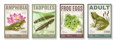 Realistic frog Vectors - Download Free High-Quality Vectors from ...