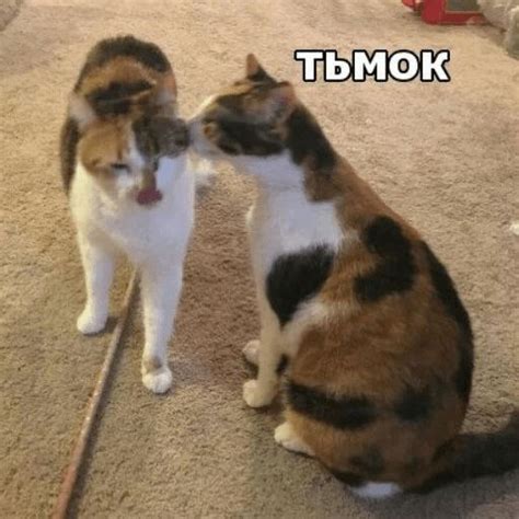 Набор стикеров «Котик Цмок 2» — 53 штук, 141819 установок. Добавьте ...