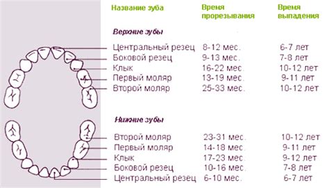 Молочные зубы схема прорезывания по возрасту