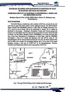 Seagrass, Seaweed and Mangrove ecosystem of Gulf of Mannar and Palk Bay ...