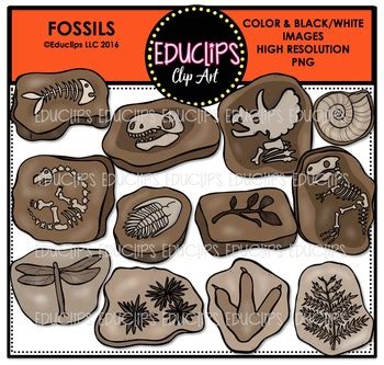 Fossils Clip Art Bundle {Educlips Clipart} by Educlips | TpT