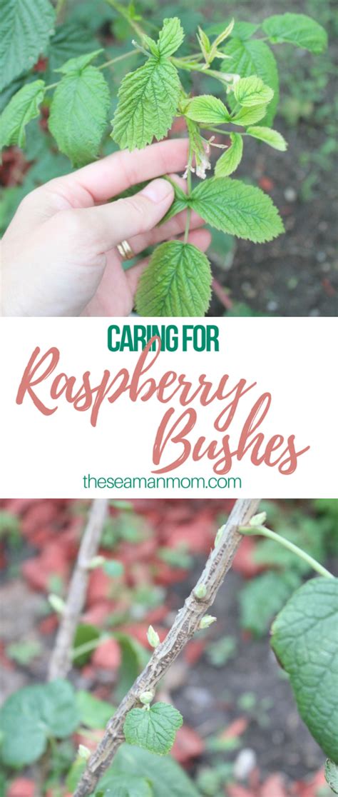 Image result for How to Support Raspberry Bushes