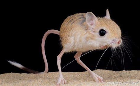 科普：在沙漠里有种小老鼠，一步可跳一两米，你知道长什么样吗？