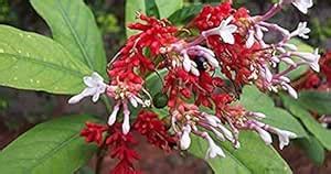 Creative Farmer Live Plant Plants (Rauvolfia Serpentina) Devil Pepper ...
