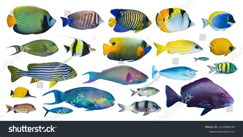 Image result for Tropical Snapper