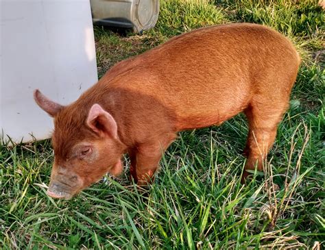 Photos :: Red Wattle Hog Association