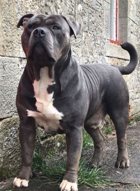 American Bully Xxl Hamburg - Pets of Life