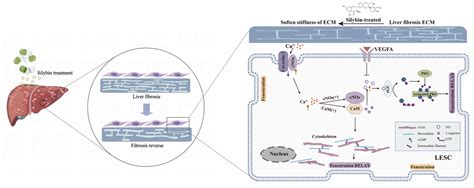Extracellular Matrix Stiffness-Induced Mechanotransduction of ...