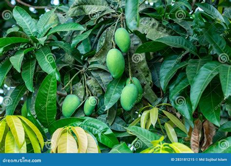 Green Mangoes are a Young Unripe Mango. they Re Sour and Crunchy and Best Eaten Stock Image ...